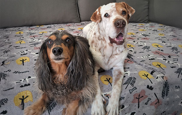 Frida e Skip