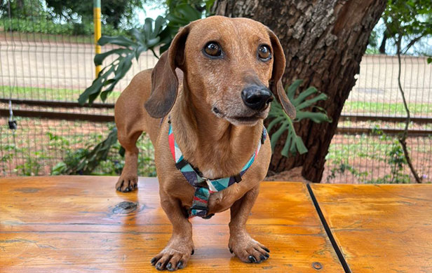 Chico